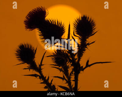 Orecchio di tuono cirsium vulgare o toro thistle, o comune thistle al tramonto Foto Stock