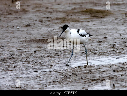 Un avocet ( recurvirostra avosetta ) alimentazione su una palude Foto Stock