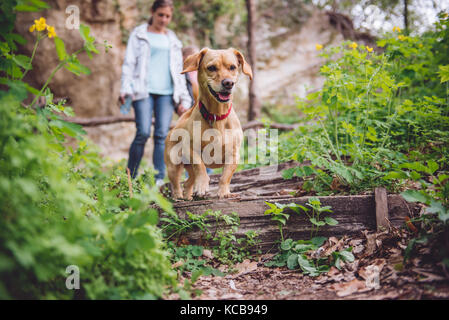 Piccolo Cane giallo su un sentiero forestale con un popolo a camminare in background Foto Stock