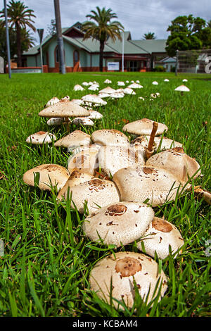 I funghi nel nuovo soth wales australia ombrello di funghi Foto Stock