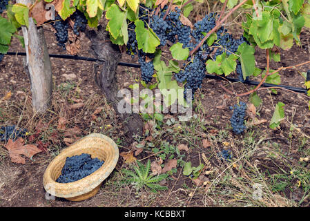 Vite Vigneto Hat Full Uvaggio Syrah Foto Stock