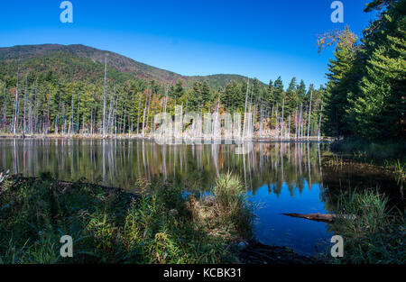 Beaver pond in Montagne Adirondack, vicino a Wilmington NY Foto Stock