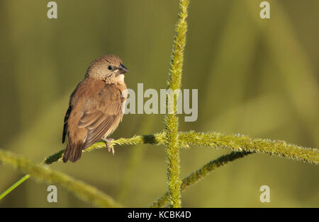 Noce moscata mannikin, Lonchura punctulata arroccato nelle praterie con sfondo verde. Foto Stock