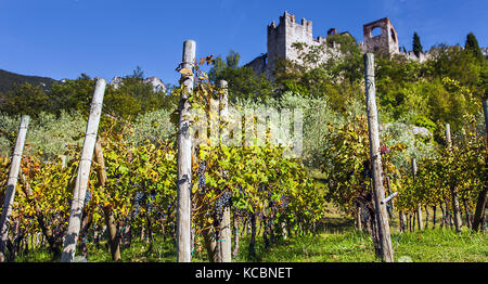 La viticoltura a castello di Avio trento Italia Foto Stock