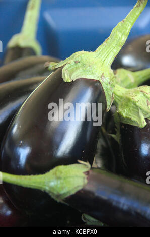 Melanzane Nero Viola lucido pelle agricoltori mercato fresco vegetale biologico Foto Stock