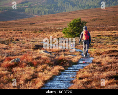 Un escursionista e il loro cane a camminare nella campagna Northumberland, Simonside vicino a Rothbury, Inghilterra, Regno Unito. Foto Stock