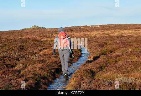 Un escursionista e il loro cane a camminare nella campagna Northumberland, Simonside vicino a Rothbury, Inghilterra, Regno Unito. Foto Stock