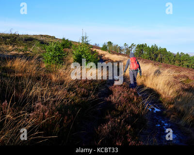 Un escursionista e il loro cane a camminare nella campagna Northumberland, Simonside vicino a Rothbury, Inghilterra, Regno Unito. Foto Stock