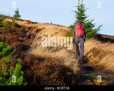 Un escursionista e il loro cane a camminare nella campagna Northumberland, Simonside vicino a Rothbury, Inghilterra, Regno Unito. Foto Stock