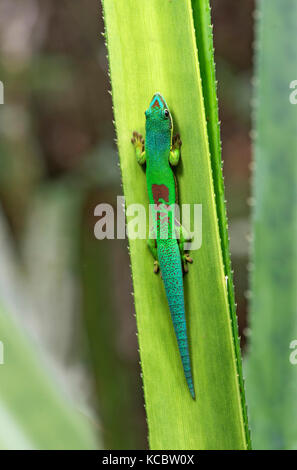 Giorno rivestito gecko (phelsuma lineata), andasibe parco nazionale del Madagascar Foto Stock