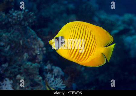 Bluecheek butterflyfish (chaetodon semilarvatus), a hal hal hal reef, Safaga, Mar Rosso, Egitto Foto Stock