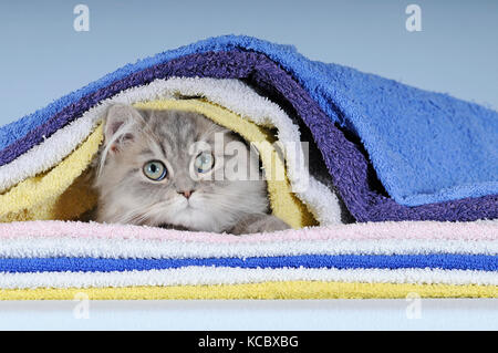 Gatto persiano blu tabby, i giovani di sesso maschile, che giace tra le coperte Foto Stock