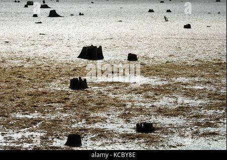 Resti di dark albero morto monconi contrastato contro la grande palude melmosa ricoperte da alghe e alghe. Foto Stock