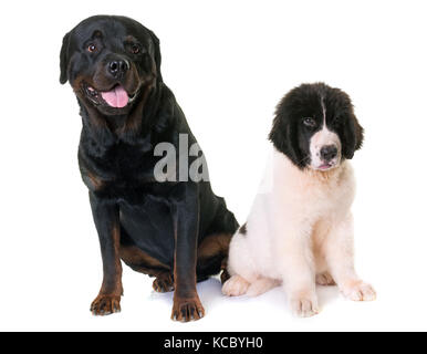 Cucciolo landseer e rottweiler davanti a uno sfondo bianco Foto Stock