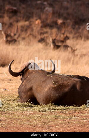 Bufali di riposo in una riserva di caccia nella provincia di Gauteng, sud africa Foto Stock