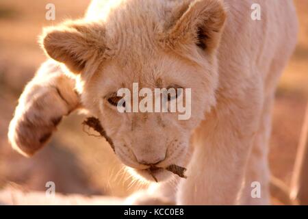 White Lion cub con un bastone in bocca a una riserva nella provincia di Gauteng, sud africa Foto Stock