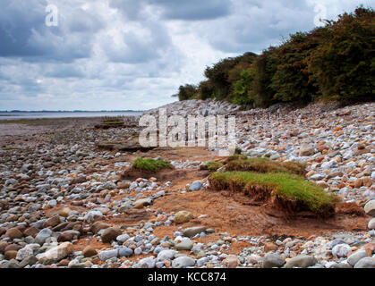 Turf sulla spiaggia al punto di Sunderland Foto Stock