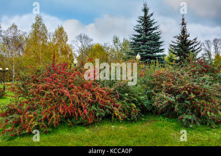 Bacche rosse sui lussureggianti cespugli di Crespino su un parco di autunno sfondo - alimentazione per lo svernamento degli uccelli in città Foto Stock