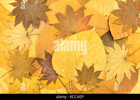 Colori d'autunno sfondo caduti di acero e faggio lascia Foto Stock