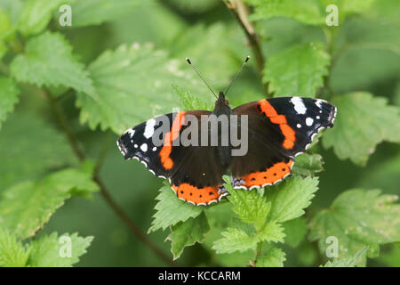 Una bella farfalla Ammiraglio Rossa (Vanessa atalanta) appollaiata su una foglia di ortica incuneante. Foto Stock