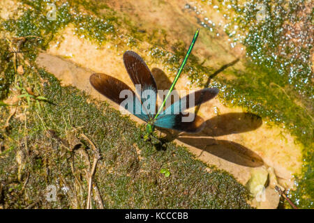Ebano jewelwing damselfly, calopteryx maculata a baofeng, zhangjiajie, Hunan, Cina Foto Stock