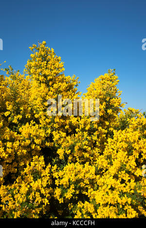 Genista Porlock in fiore in maggio Foto Stock