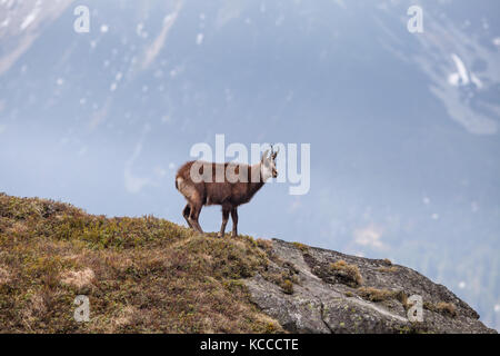 Il camoscio in Alti Tatra national park Foto Stock