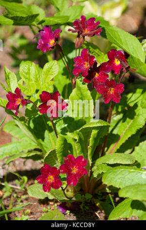 Blooming primrose su un letto in una soleggiata giornata di primavera. Foto Stock