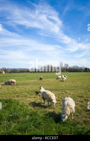 Pecora che pascola sui comuni di villaggio a Broughton Gifford nel Wiltshire, Inghilterra REGNO UNITO Foto Stock