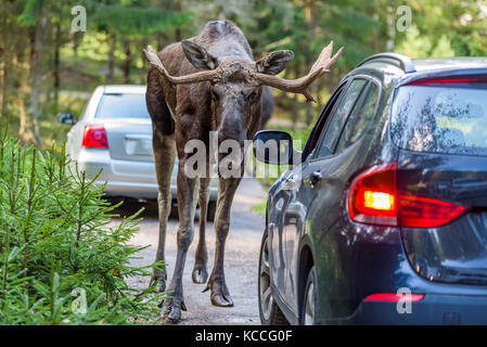 Moose bull cercando in una vettura mentre in piedi nel suo modo. auto i numeri di registrazione e rendere rimosso. Foto Stock