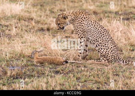 Ghepardo (Acinonyx jubatus) con baby gazzella preda, il Masai Mara National Game Park Riserva, Kenya, Africa orientale Foto Stock