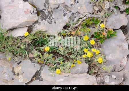 Annoso Rock-Rose, Provenza, Francia meridionale / (Helianthemum canum) | Graues Sonnenroeschen, Provenza, Suedfrankreich Foto Stock