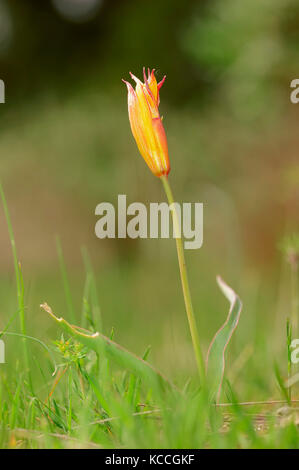 Tulipano selvatico, Provenza, Francia meridionale / (Tulipa sylvestris) | Wild-Tulpe, Provenza, Suedfrankreich / (Tulipa sylvestris) Foto Stock