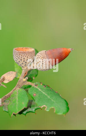 Kermes Oak, acorn, Provenza, Francia meridionale / (Quercus coccifera, Quercus pseudococcifera) | Kermes-Eiche, Eichel, Provenza, Suedfrankreich Foto Stock