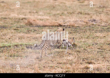 Ghepardo (Acinonyx jubatus) a caccia di baby gazelle, Masai Mara National Game Park Riserva, Kenya, Africa orientale Foto Stock