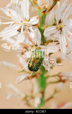 Asfodelo bianco e rosa Chafer, Provenza, Francia meridionale / (Asphodelus albus), Cetonia aurata) | Weisser Affodill und Gemeiner Rosenkaefer Foto Stock