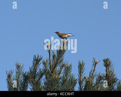 Culbianco Oenanthe oenanthe, femmina, appollaiato su conifera contro una pianura cielo blu in arne, Dorset, Regno Unito Foto Stock