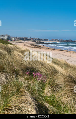 Guardando ad ovest lungo North Berwick beach, East Lothian, Scozia, Regno Unito. Foto Stock
