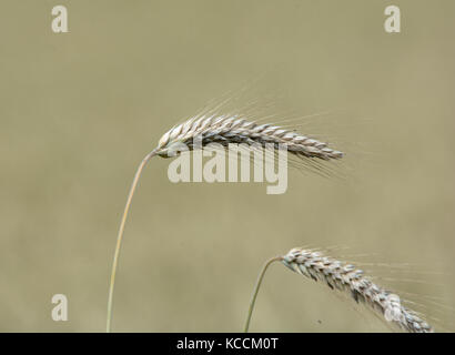 Orzo, Hordeum vulgare, orecchio, contro soft anche in background, lancashire, Regno Unito Foto Stock