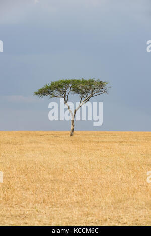 Lone Acacia su open savana erba, il Masai Mara National Game Park Riserva, Kenya, Africa orientale Foto Stock
