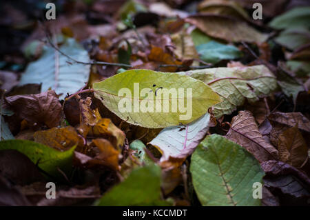 Giallo autunno foglie con una faccina triste in un mucchio di foglie di giallo. Il fuoco selettivo closeup. caduto foglie di autunno in forma di cuore Foto Stock