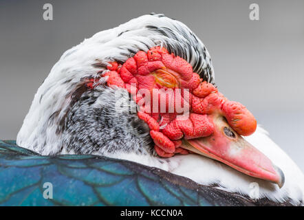 Anatra muta (Cairina moschata), Adulto drake (maschio), primo piano della sua testa con gli occhi chiusi nel West Sussex, in Inghilterra, Regno Unito. Foto Stock