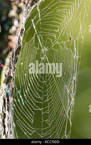 Spider Web attaccato a un albero in autunno, illuminato dal sole nel regno Unito. Foto Stock