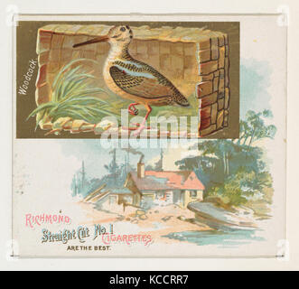 Beccacce, dal gioco della serie di uccelli (N40) per Allen & Ginter sigarette, 1888-90 Foto Stock