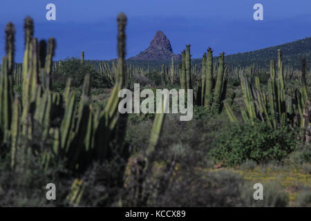 Foresta sahuaros, pitahaya e numerose specie endemiche di cactus della regione nel deserto vicino alla spiaggia colorado in sonora messico. Foto Stock