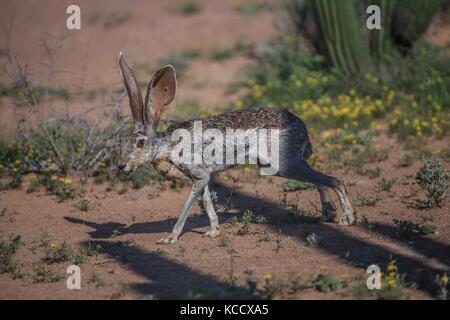 Foresta sahuaros, pitahaya e numerose specie endemiche di cactus della regione nel deserto vicino alla spiaggia colorado in sonora messico. Foto Stock