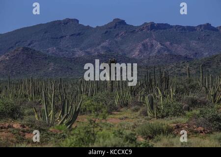 Foresta sahuaros, pitahaya e numerose specie endemiche di cactus della regione nel deserto vicino alla spiaggia colorado in sonora messico. Foto Stock