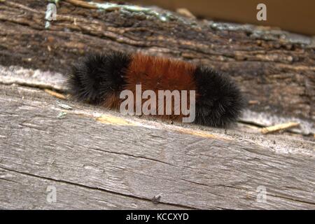 Worm nebulose; Inverno Meteo predittore, sul legno in autunno Foto Stock