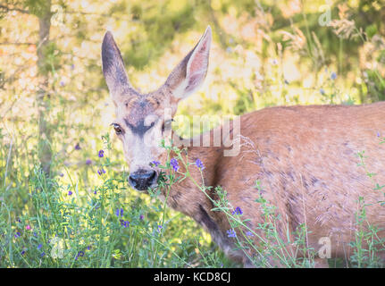 Black Eyed susans in fiore nel giardino in estate Foto Stock