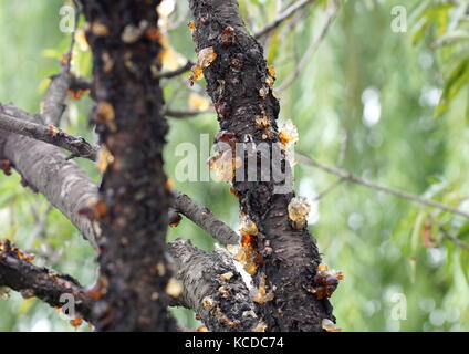 Resina naturale secreto dal pesco, formazione di ambra come cristalli sulla struttura ad albero . Noto come gomma di pesche, si è creduto di avere prestazioni mediche. Foto Stock